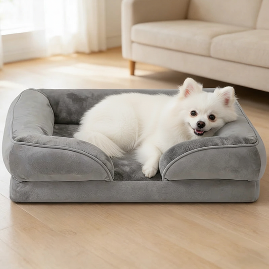 White Pomeranian in luxe orthopedic dog bed