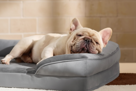 Luxe orthopedic dog bed with French Bulldog